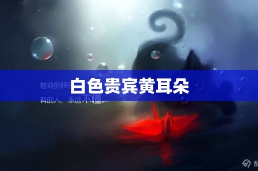 白色貴賓黃耳朵