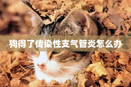 狗得了傳染性支氣管炎怎么辦