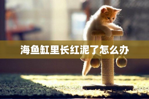 海魚缸里長紅泥了怎么辦