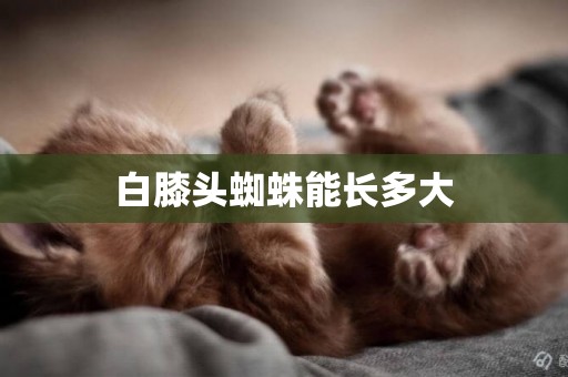 白膝頭蜘蛛能長多大