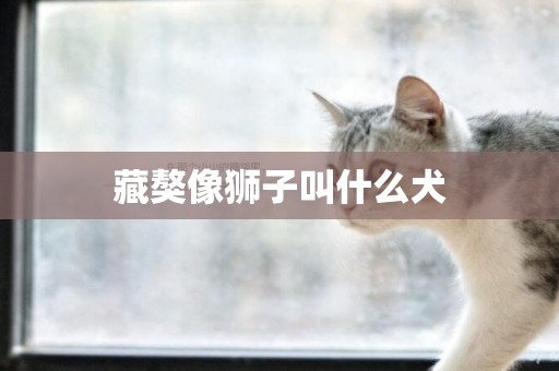 藏獒像獅子叫什么犬
