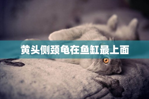 黃頭側頸龜在魚缸最上面