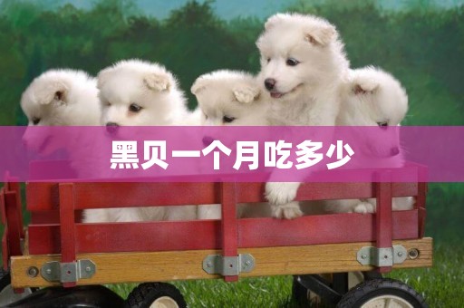 黑貝一個月吃多少