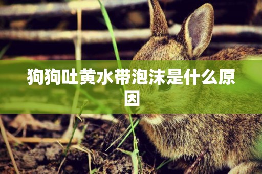 狗狗吐黃水帶泡沫是什么原因