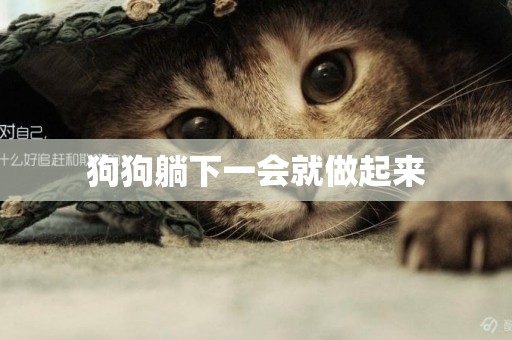 狗狗躺下一會就做起來