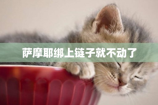 薩摩耶綁上鏈子就不動了