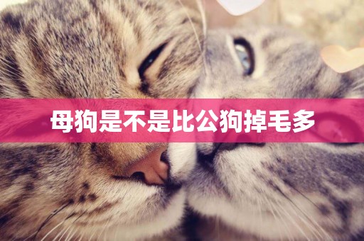 母狗是不是比公狗掉毛多