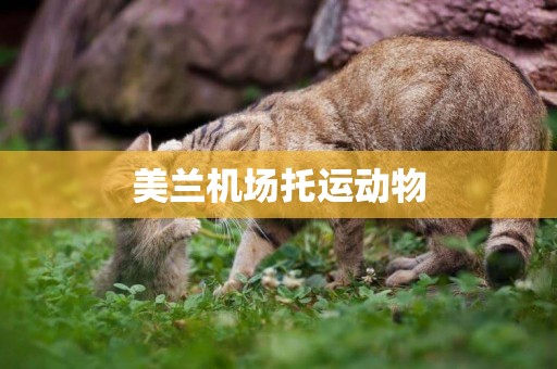 美蘭機場托運動物