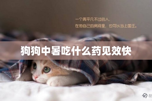 狗狗中暑吃什么藥見效快