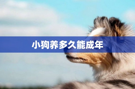 小狗養多久能成年
