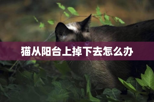 貓從陽臺上掉下去怎么辦