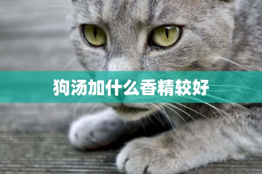 狗湯加什么香精較好