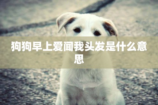 狗狗早上愛聞我頭發是什么意思