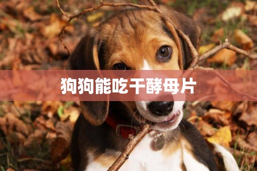 狗狗能吃干酵母片