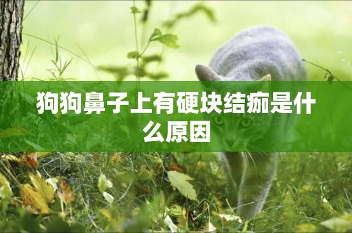 狗狗鼻子上有硬塊結痂是什么原因