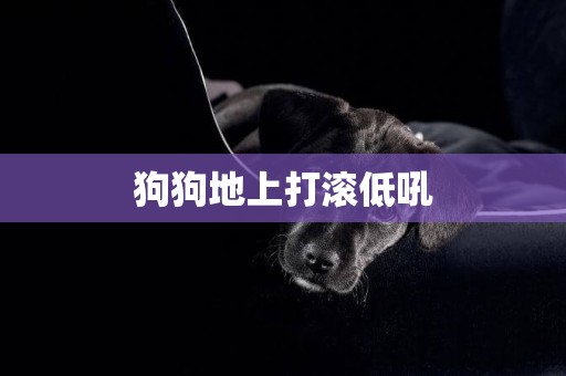 狗狗地上打滾低吼