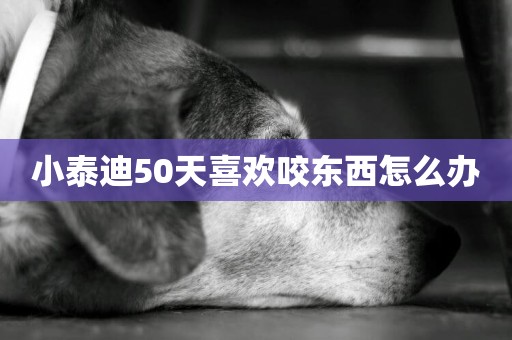 小泰迪50天喜歡咬東西怎么辦