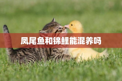 鳳尾魚和錦鯉能混養嗎