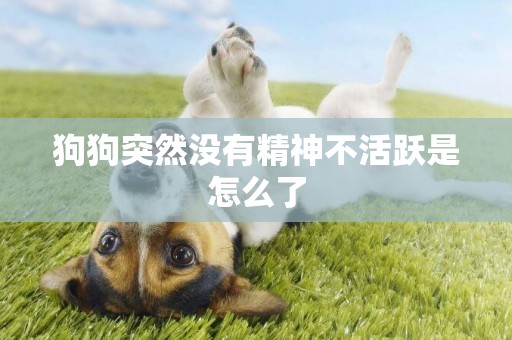狗狗突然沒有精神不活躍是怎么了