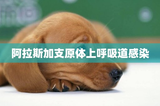 阿拉斯加支原體上呼吸道感染