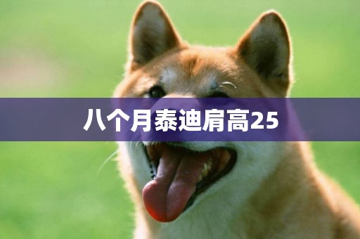 八個月泰迪肩高25