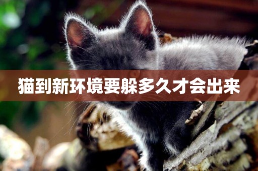 貓到新環境要躲多久才會出來