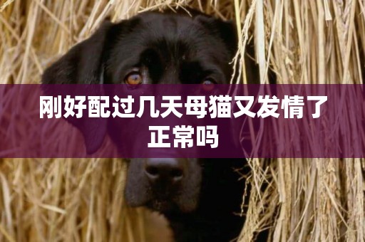 剛好配過幾天母貓又發情了正常嗎