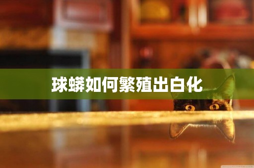 球蟒如何繁殖出白化