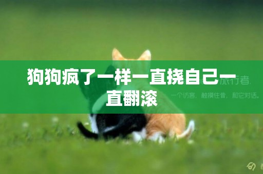 狗狗瘋了一樣一直撓自己一直翻滾