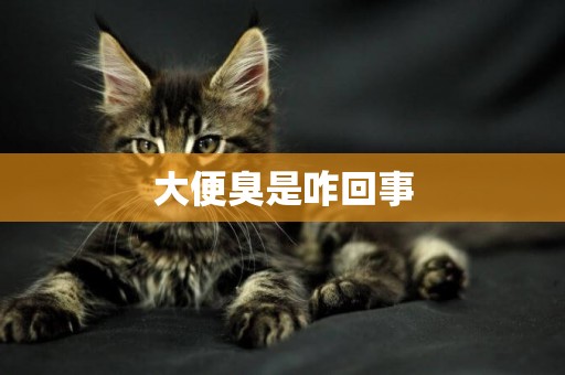 大便臭是咋回事
