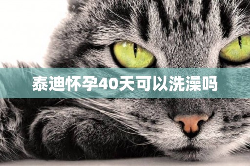 泰迪懷孕40天可以洗澡嗎