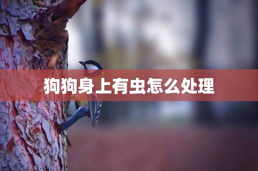 狗狗身上有蟲怎么處理