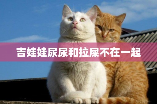 吉娃娃尿尿和拉屎不在一起