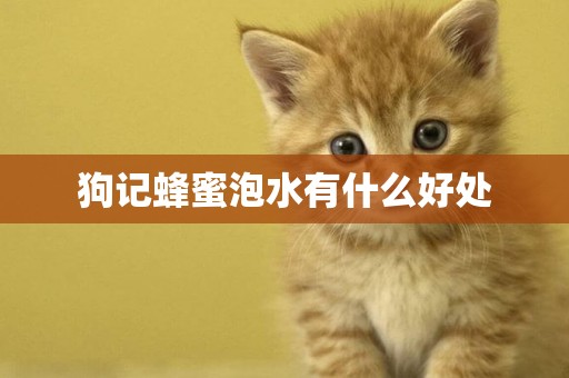 狗記蜂蜜泡水有什么好處