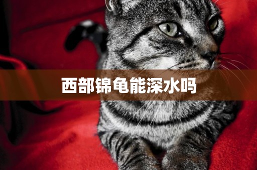 西部錦龜能深水嗎