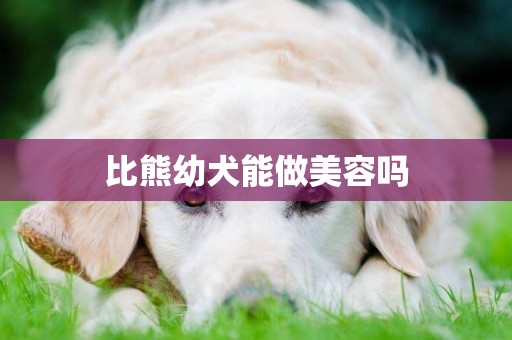 比熊幼犬能做美容嗎