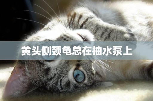 黃頭側頸龜總在抽水泵上