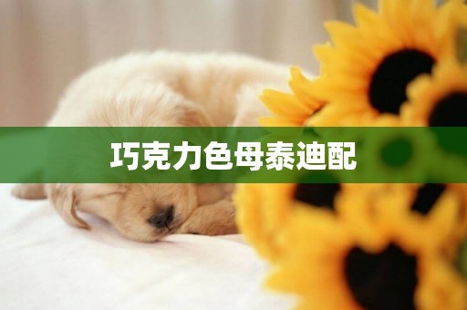 巧克力色母泰迪配