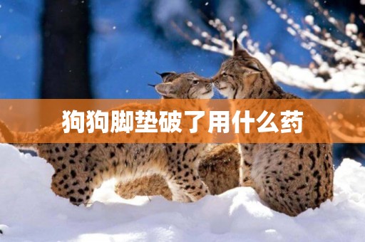狗狗腳墊破了用什么藥