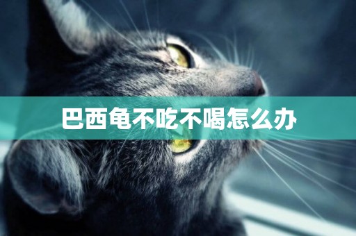 巴西龜不吃不喝怎么辦