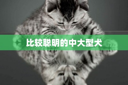 比較聰明的中大型犬