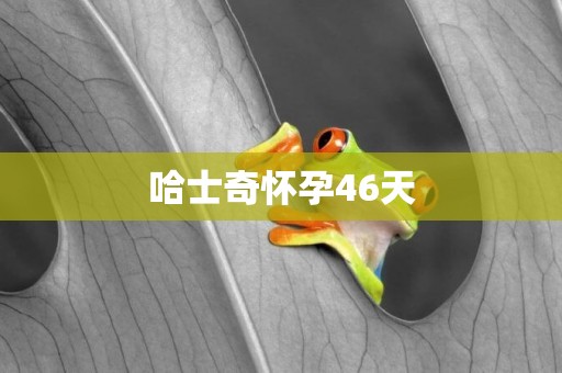 哈士奇懷孕46天