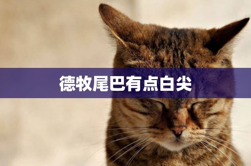德牧尾巴有點白尖