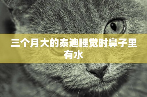 三個月大的泰迪睡覺時鼻子里有水