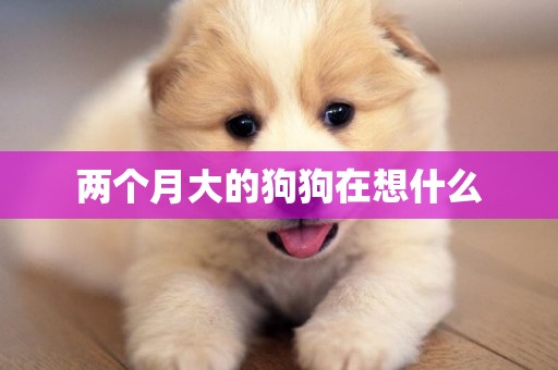 兩個月大的狗狗在想什么