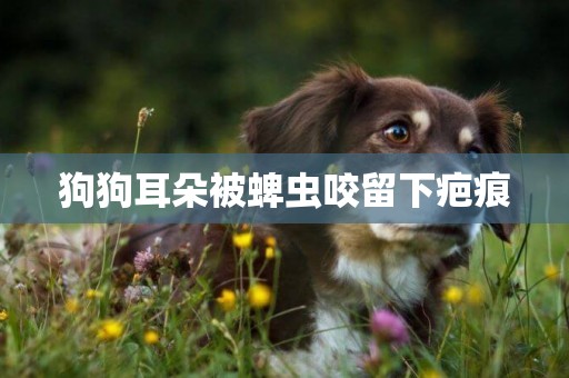 狗狗耳朵被蜱蟲咬留下疤痕