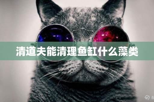清道夫能清理魚缸什么藻類