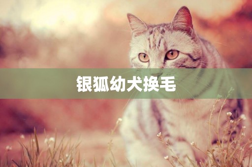 銀狐幼犬換毛