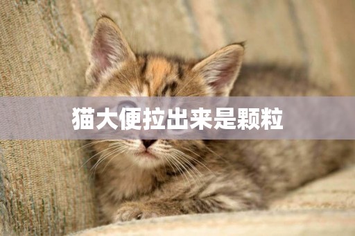 貓大便拉出來是顆粒