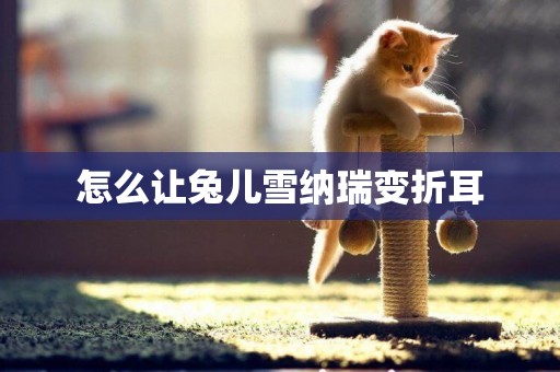 怎么讓兔兒雪納瑞變折耳